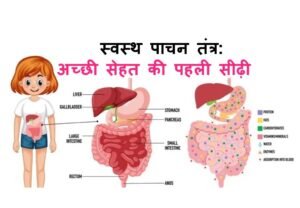 स्वस्थ पाचन तंत्र का चित्र, जिसमें पेट, आंतें और पाचन अंग सही तरीके से कार्य करते हुए दिखाए गए हैं।