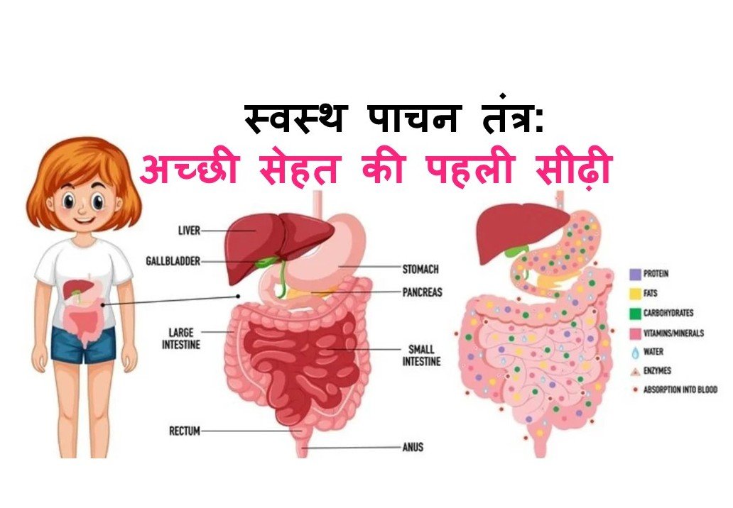 स्वस्थ पाचन तंत्र का चित्र, जिसमें पेट, आंतें और पाचन अंग सही तरीके से कार्य करते हुए दिखाए गए हैं।